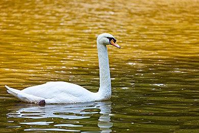 乙女游戏《虔诚之花的晚钟 -Episodio1926-》繁中版 将于明年春登陆NS